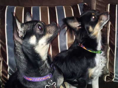 Charlie and Gomez the Chihuahuas Charlie and Gomez the Chihuahuas