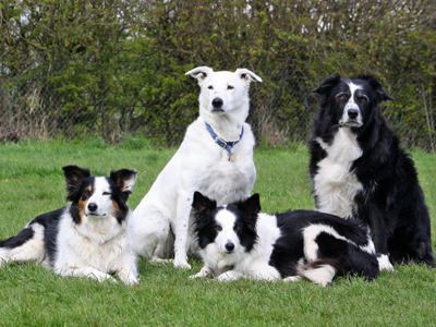 Joi, Alfie, EZ and Ben