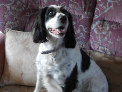 Lady the spaniel Lady the spaniel