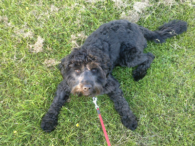 Ralphie the springer doodle