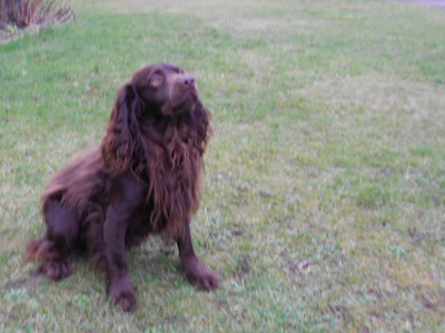 Shamus the spaniel