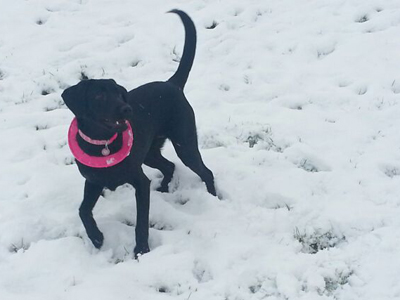 Tallie the Labrador Tallie the Labrador